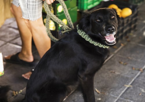 The Pet-Friendly Boutiques of Denver, CO